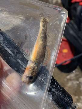 Image of Etheostoma autumnale Mayden 2010