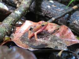 Image of Cayenne Stubfoot Toad