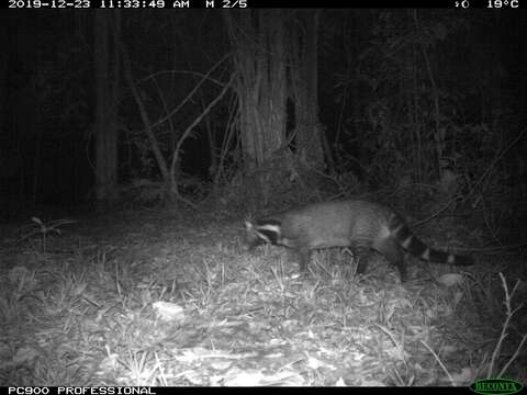 Image of large Indian civet