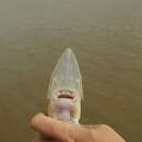 صورة سمك الحفش الشاحب