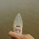 Image of Pallid Sturgeon