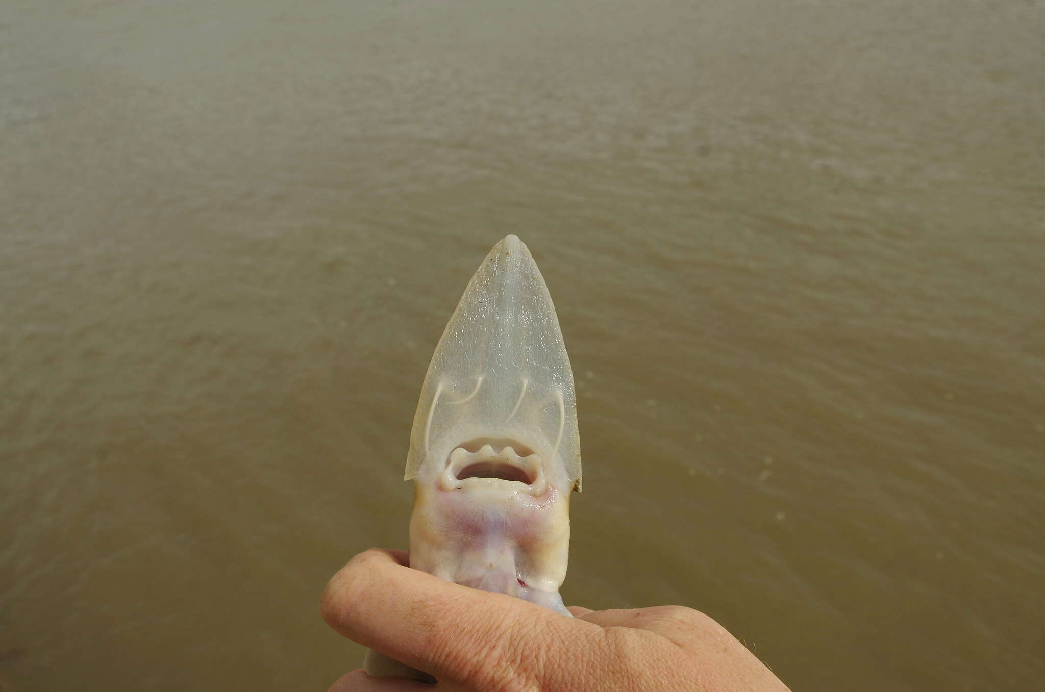 Image of Pallid Sturgeon