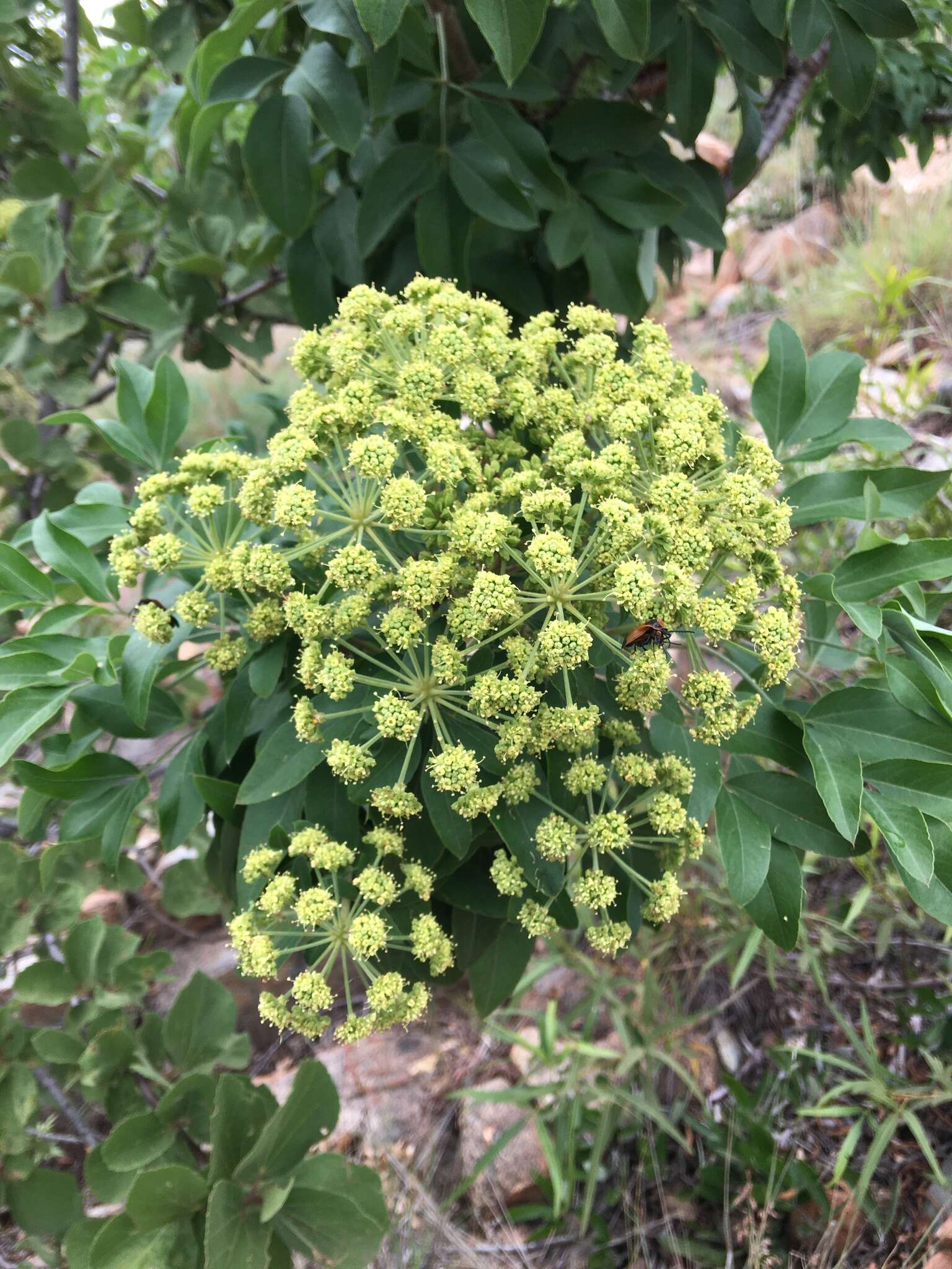 Image of Heteromorpha arborescens var. abyssinica (Hochst. ex Rich.) H. Wolff