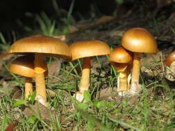 Image of Amanita similis Boedijn 1951