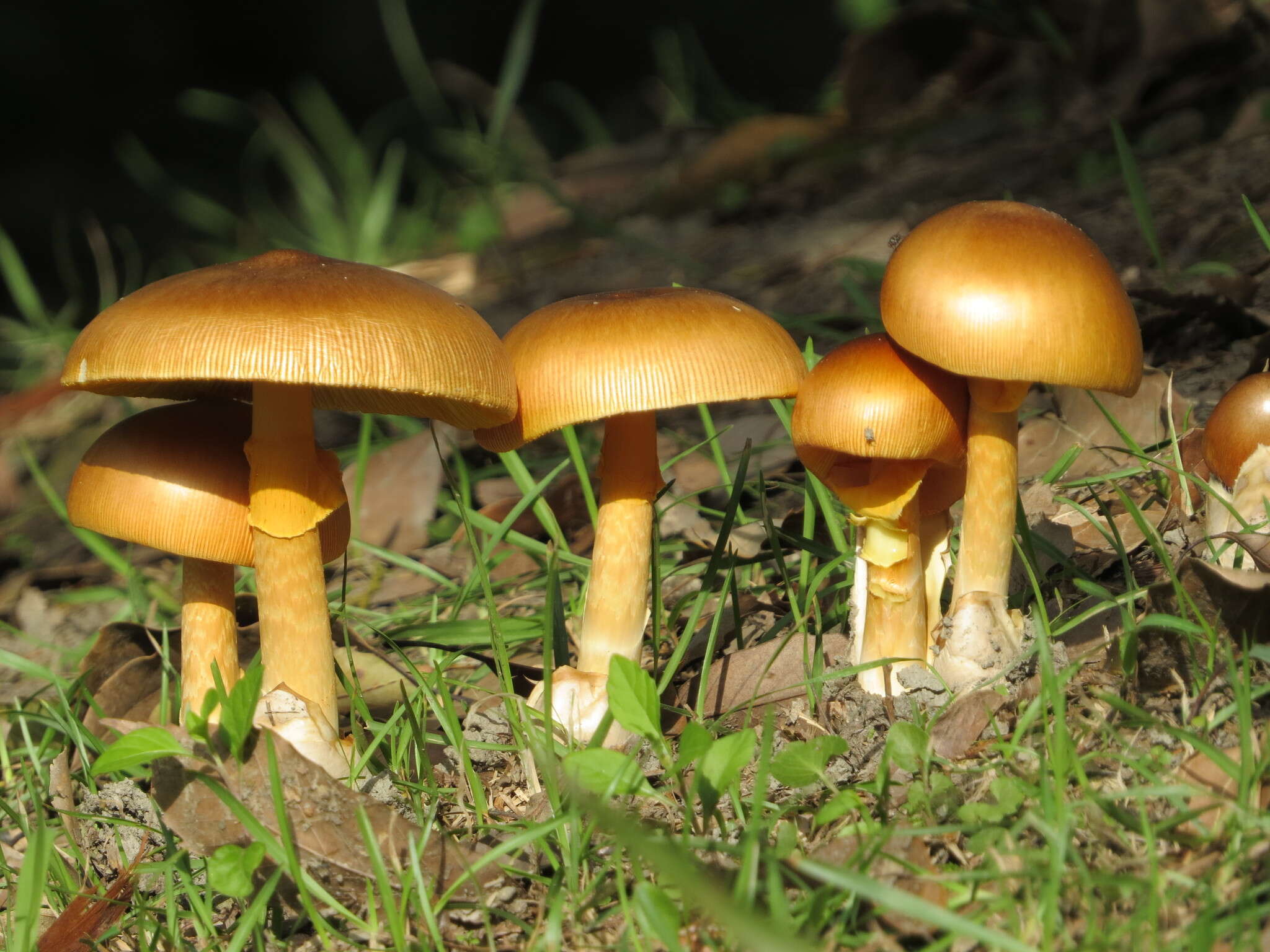 Image of Amanita similis Boedijn 1951