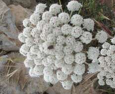 Imagem de Daucus carota subsp. hispanicus (Gouan) Thell.