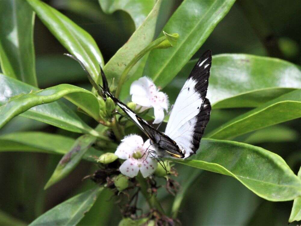 Image of Belenois java peristhene (Boisduval 1859)