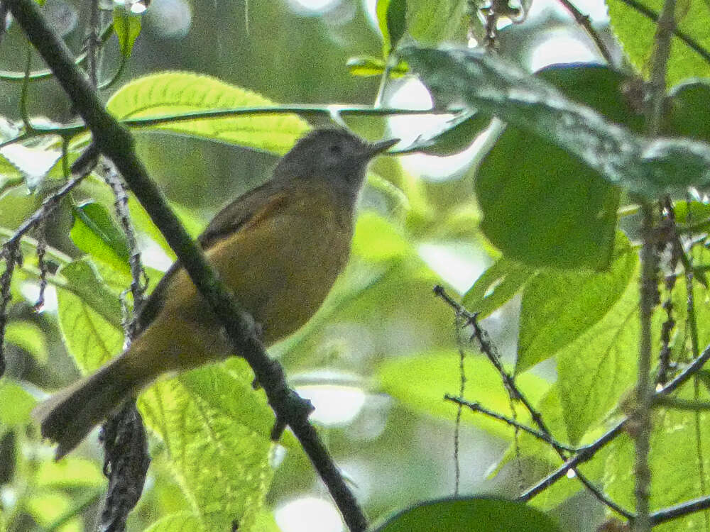 Imagem de Mionectes rufiventris Cabanis 1846