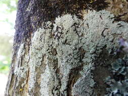 Image of Clemente's rosette lichen