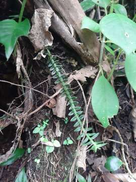 Image of Swartz's leafystem orchid