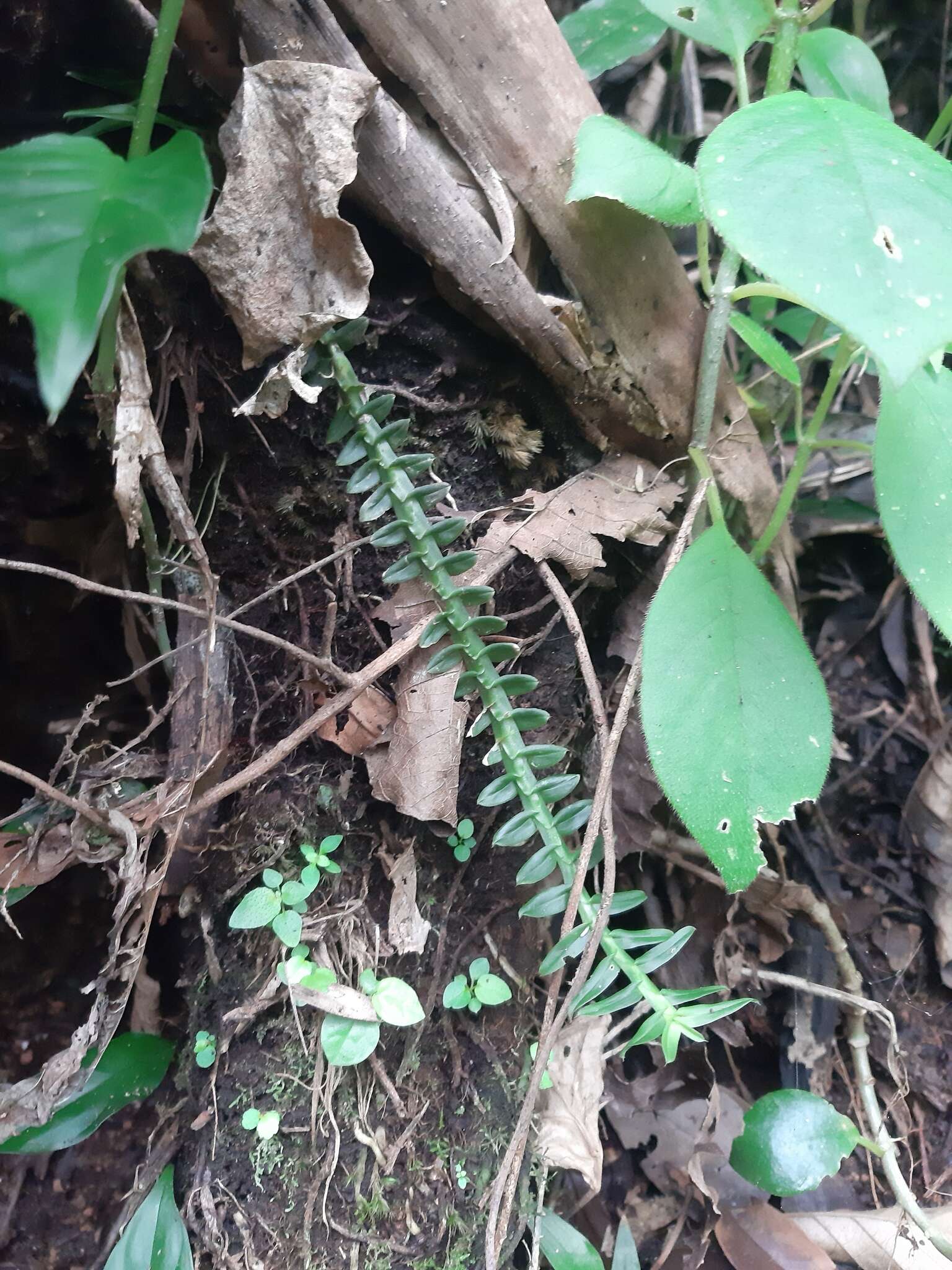 Dichaea pendula (Aubl.) Cogn.的圖片