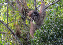 Image of Maned sloth