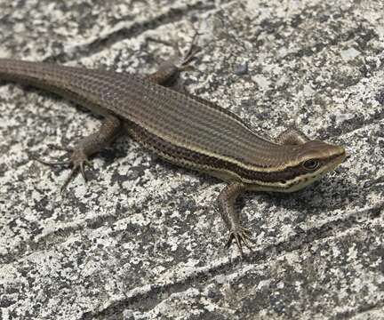 Image of Eutropis lapulapu