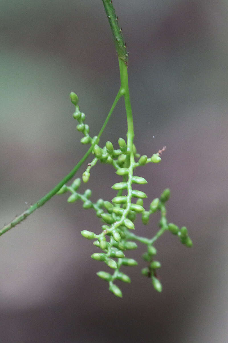 Image of Large-seeded lawyer's vine