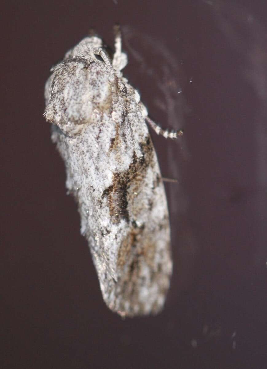 Image of Agriophara confertella Walker