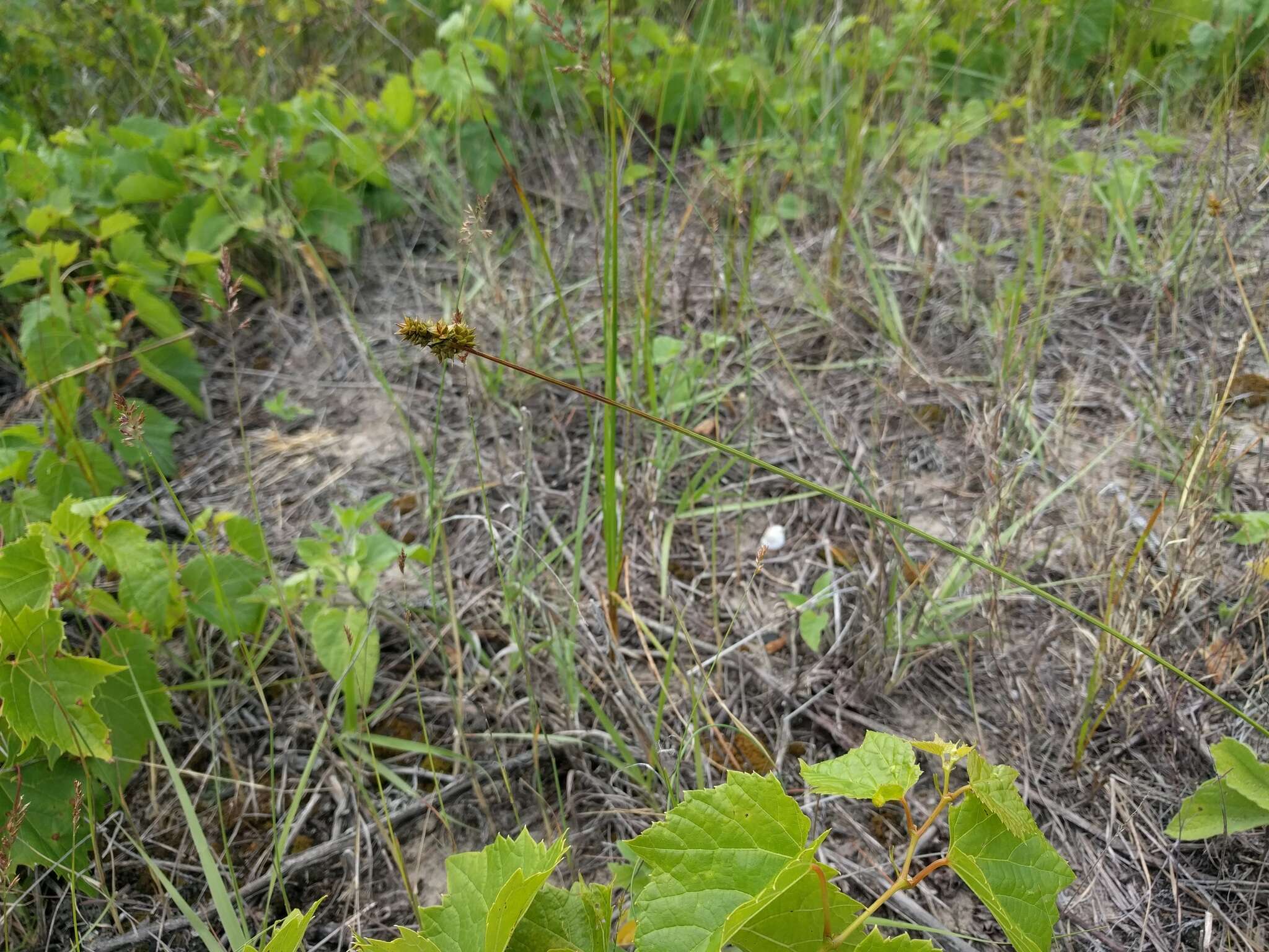 Image of Muhlenberg's sedge