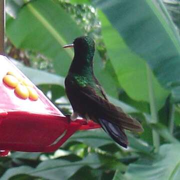 Image of Copper-rumped Hummingbird