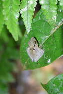 Image of Common Madagascar Frog