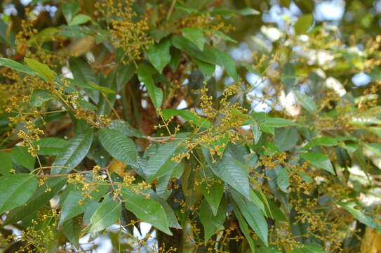 Image of Calyptranthes venulosa Lundell