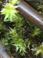 Image of calliergon moss