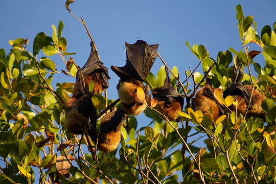 Image of Rodrigues Flying Fox