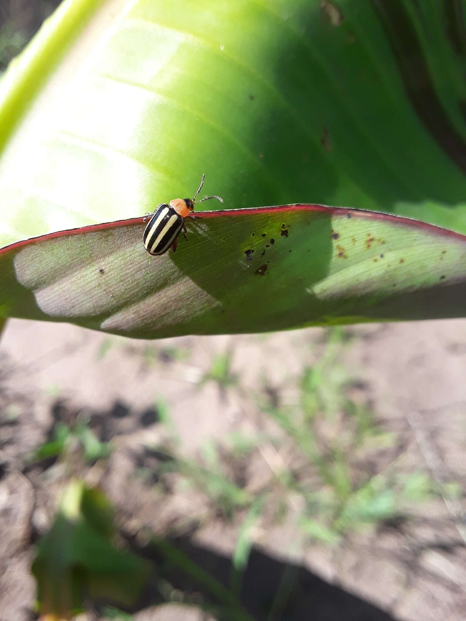 Image of Pigweed Flea Beetle