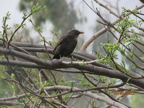 Слика од Turdus merula cabrerae Hartert 1901