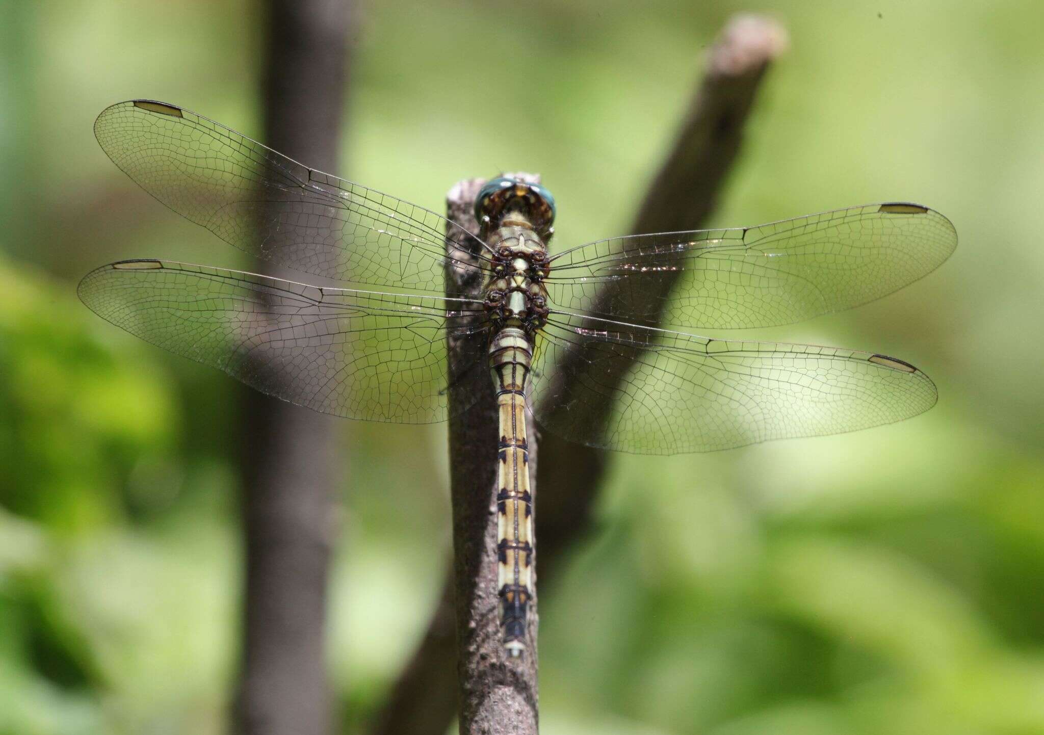 Слика од Orthetrum brachiale (Palisot de Beauvois 1817)