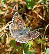 Image of oberthürs grizzled skipper