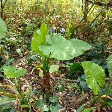 Image of giant taro