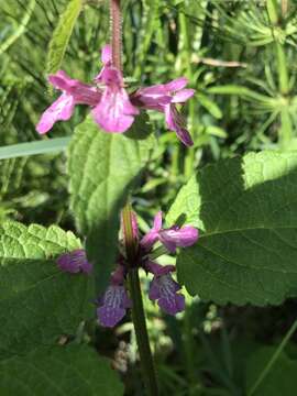 Слика од Stachys mexicana Benth.