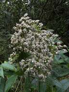 Image of Ageratina popayanensis (Hieron.) R. King & H. Rob.