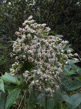 صورة Ageratina popayanensis (Hieron.) R. King & H. Rob.