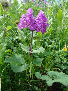 Image de Betonica macrantha K. Koch