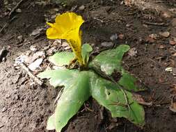 Image of Costus spectabilis (Fenzl) K. Schum.