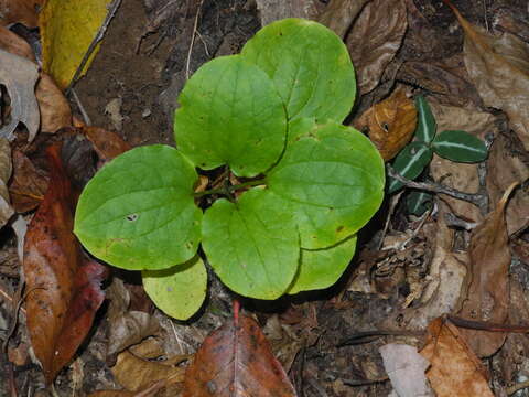 Image of Biltmore's carrionflower