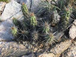 Image of Echinocereus brandegeei (J. M. Coult.) K. Schum.