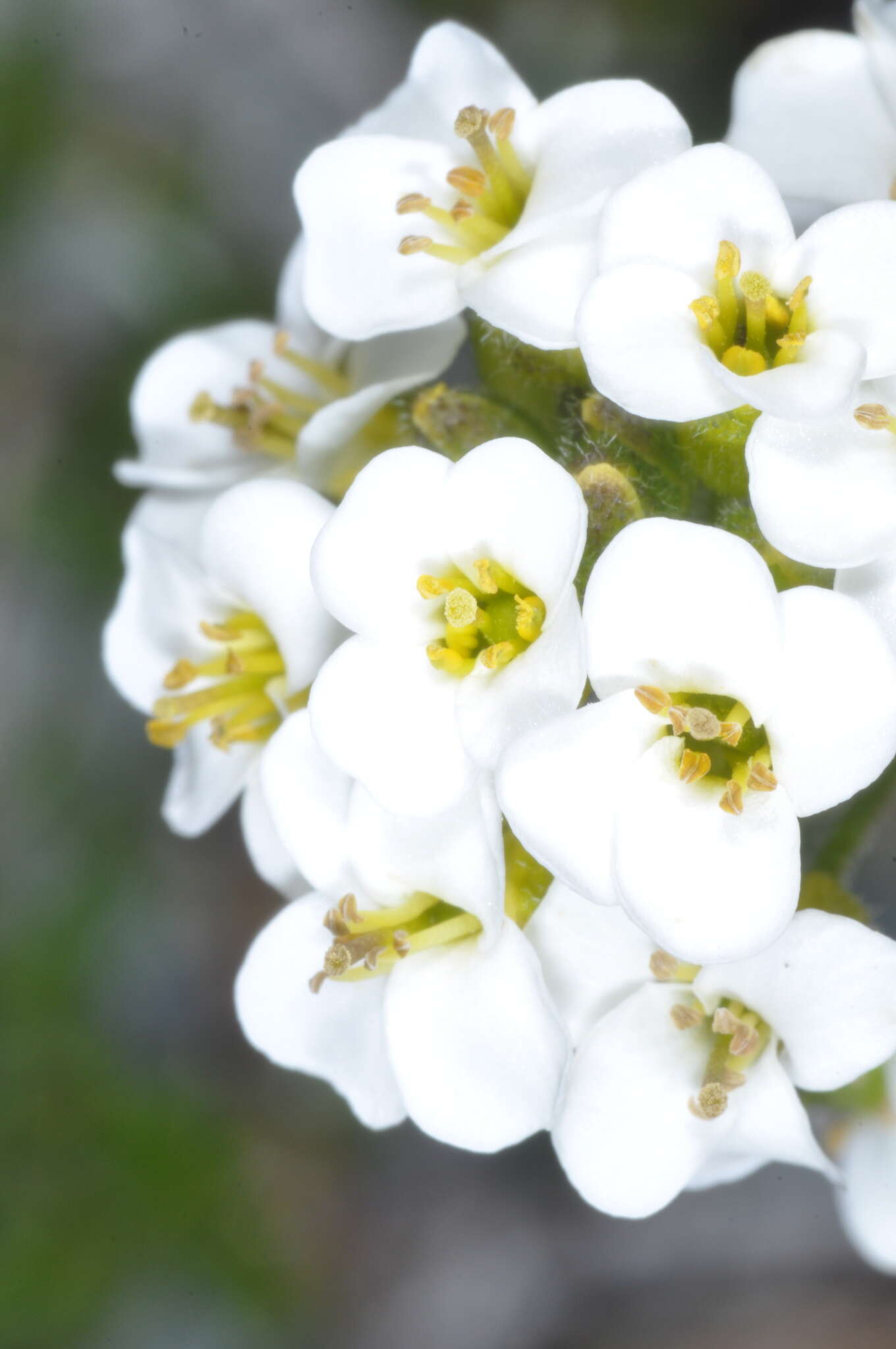 Image of Draba gilliesii Hook. & Arn.