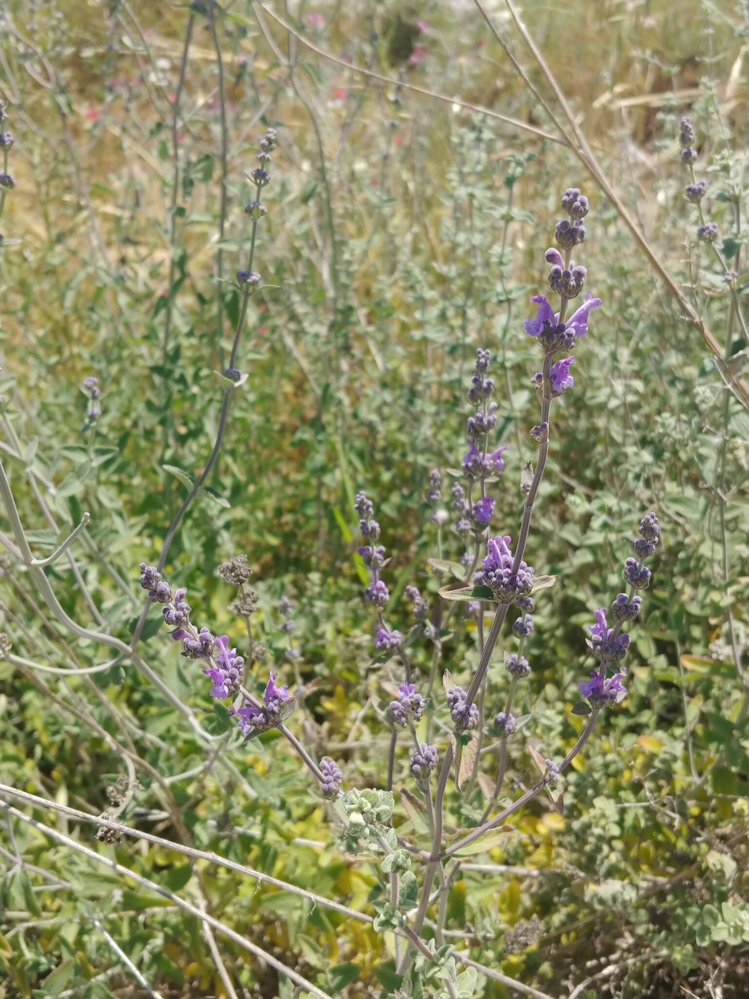 Nepeta curviflora Boiss. resmi