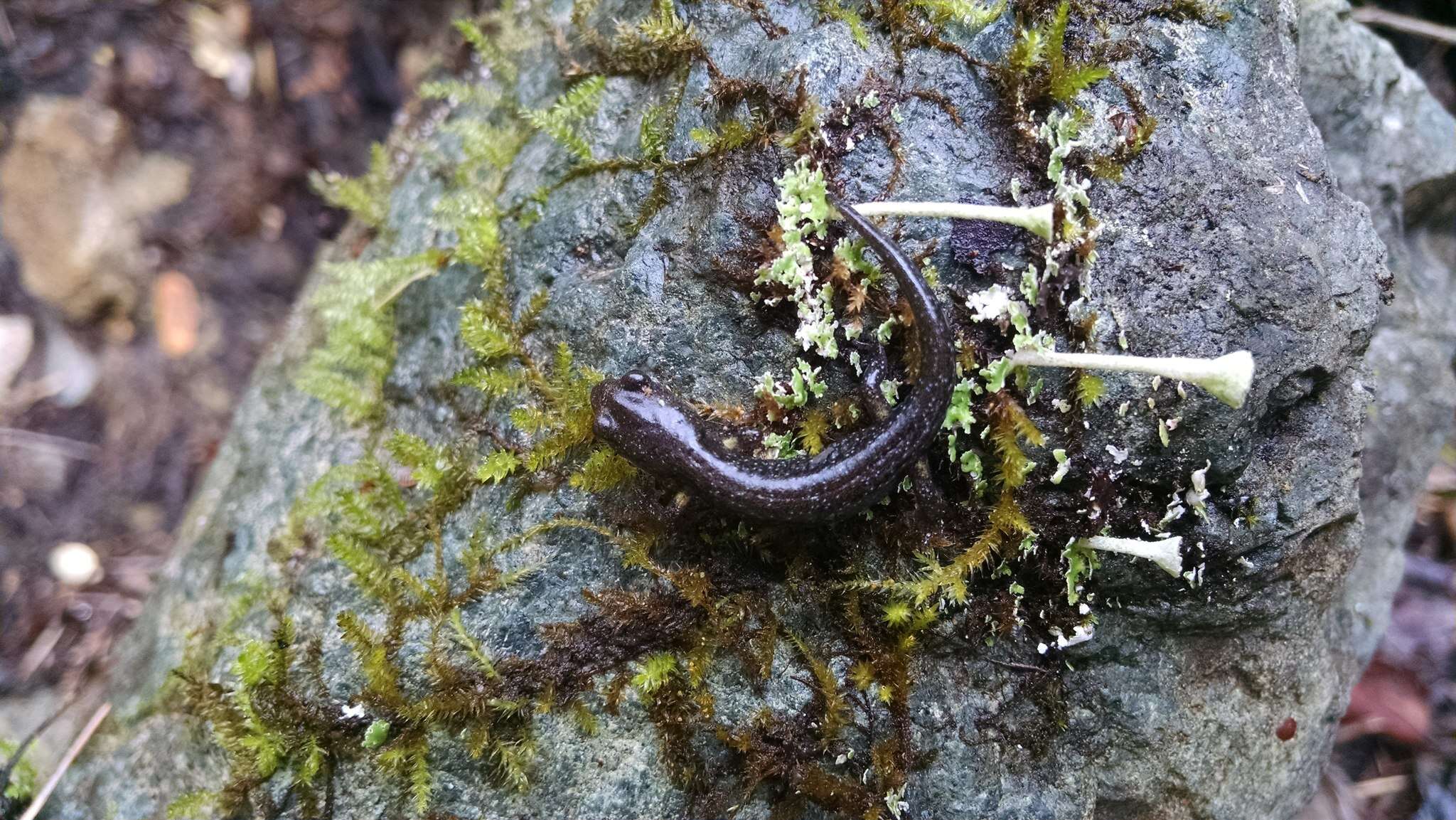 Image of Klamath Black Salamander