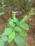 Image of Salvia kellermanii Donn. Sm.