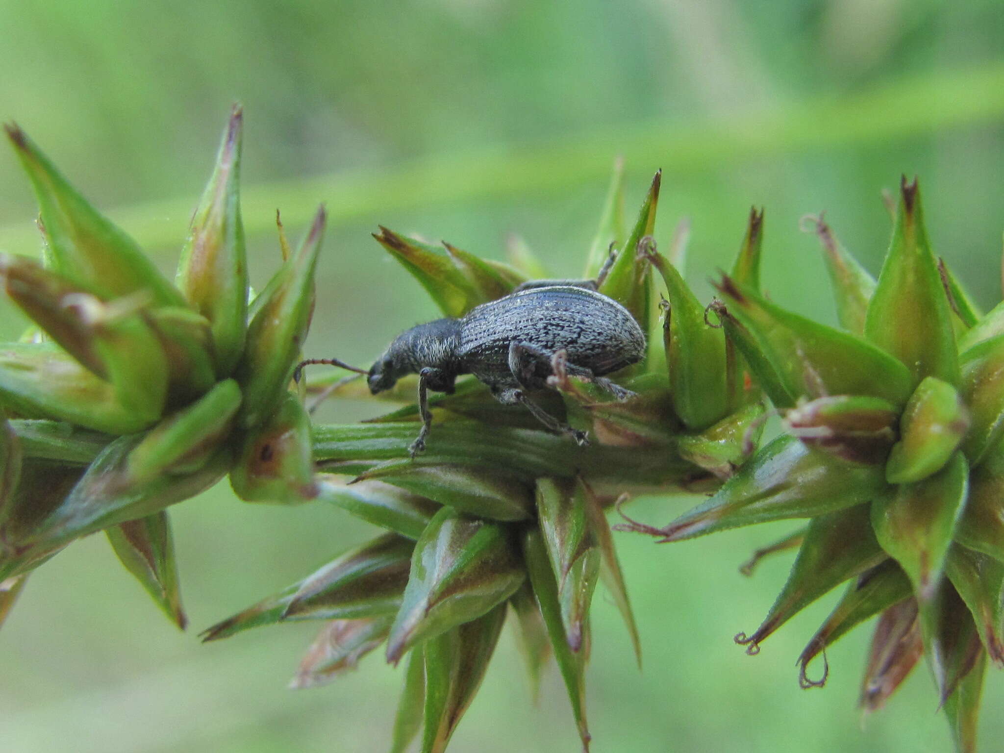 Plancia ëd Phyllobius (Pterygorrhynchus) contemptus Schoenherr 1832