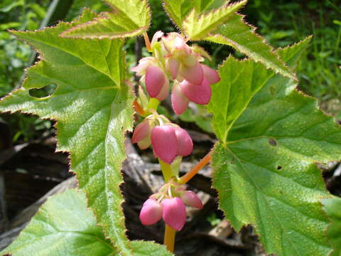 Image of Begonia palmeri S. Watson