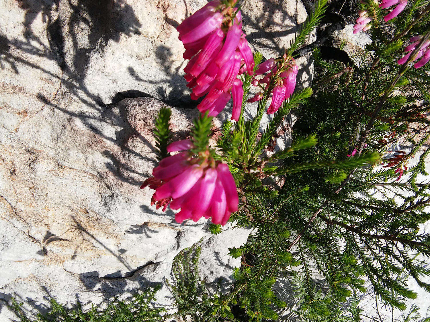 Image of nine-pin heath