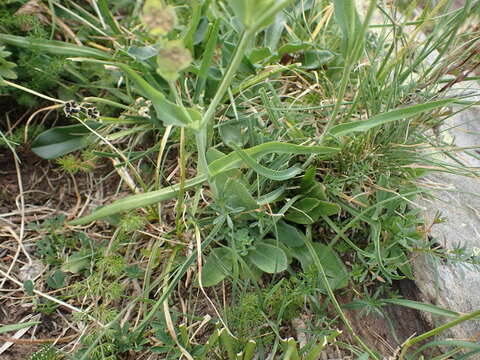 Image of Bupleurum angulosum L.