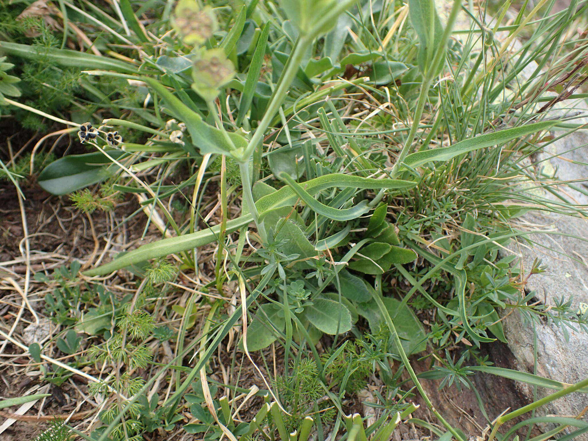 Bupleurum angulosum L. resmi