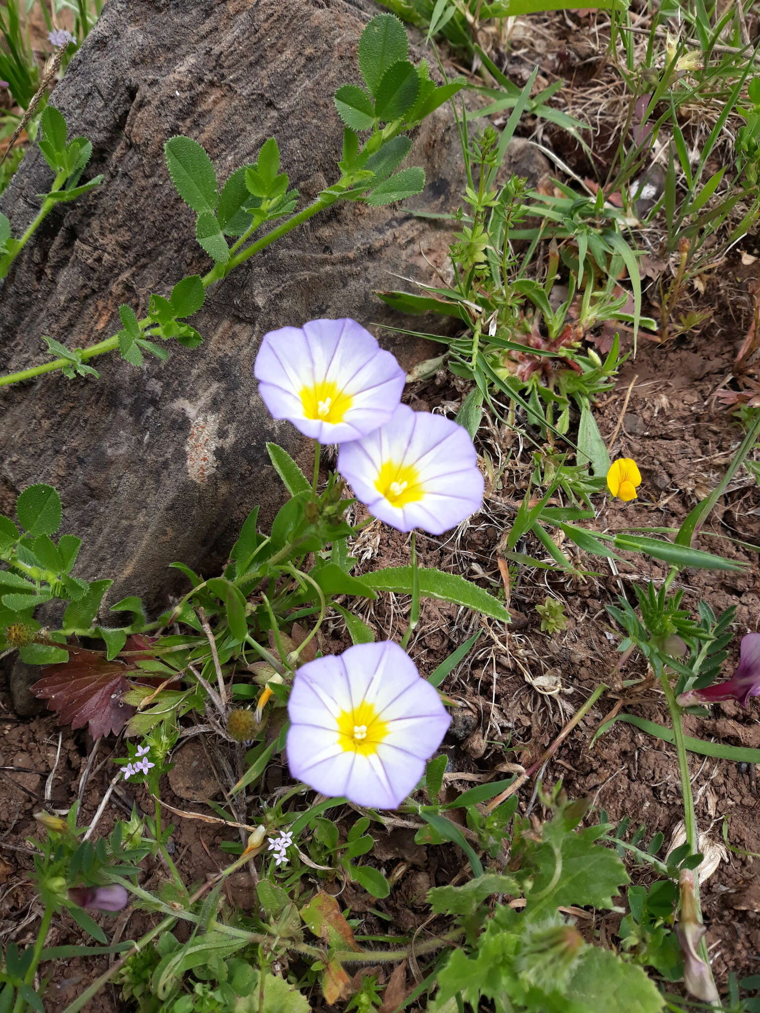 Plancia ëd Convolvulus meonanthus Hoffmanns. & Link