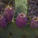 Image of Wooton's pricklypear