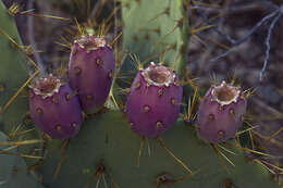 Image of Wooton's pricklypear