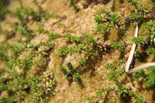 Image of Empetrum nigrum subsp. caucasicum (Juz.) V. B. Kuvaev